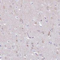 Anti-HMP19 antibody produced in rabbit