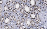 Anti-HNF-1 Antibody, clone 1M22 ZooMAb� Rabbit Monoclonal 