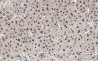 Anti-HNF-4alpha Antibody, clone 4C19 ZooMAb� Rabbit Monoclonal 