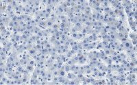 Anti-HNF-4alpha Antibody, clone 4C19 ZooMAb� Rabbit Monoclonal 
