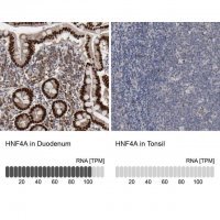 Anti-HNF4A antibody produced in rabbit 