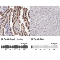 Anti-HNF4G antibody produced in rabbit 