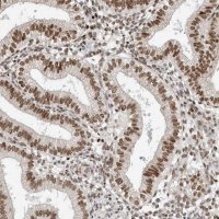 Anti-HNRNPR antibody produced in rabbit