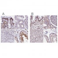 Anti-HNRNPUL1 antibody produced in rabbit 