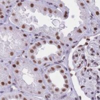 Anti-HNRNPUL1 antibody produced in rabbit 