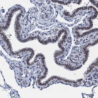 Anti-HNRNPUL2 antibody produced in rabbit HPA041632-100UL