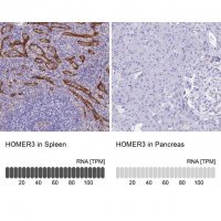 Anti-HOMER3 antibody produced in rabbit 