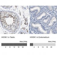 Anti-HOOK1 antibody produced in rabbit HPA018820-100UL