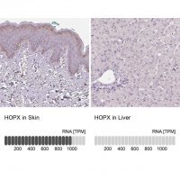 Anti-HOPX antibody produced in rabbit 