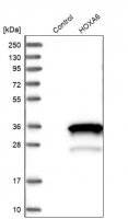 Anti-HOXA6 antibody produced in rabbit 