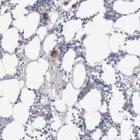 Anti-HPGDS antibody produced in rabbit 