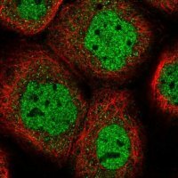 Anti-HS6ST1 antibody produced in rabbit
