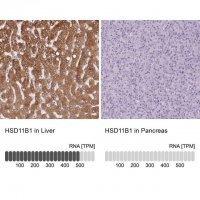 Anti-HSD11B1 antibody produced in rabbit HPA047729-100UL