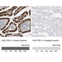 Anti-HSD17B11 antibody produced in rabbit 