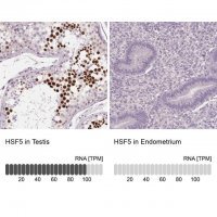 Anti-HSF5 antibody produced in rabbit 