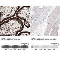 Anti-HSP90B1 antibody produced in rabbit 