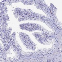 Anti-HSPA1L antibody produced in rabbit 