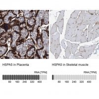 Anti-HSPA5 antibody produced in rabbit 