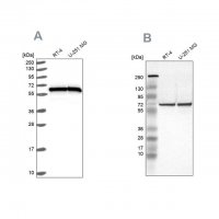 Anti-HSPD1 antibody produced in rabbit 