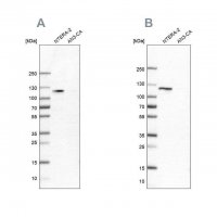 Anti-HSPH1 antibody produced in rabbit 