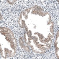 Anti-HTR1E antibody produced in rabbit