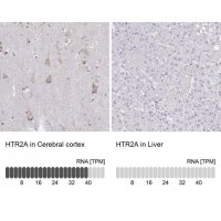 Anti-HTR2A antibody produced in rabbit 