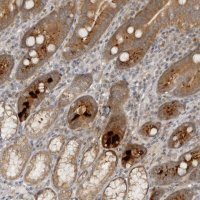Anti-HTRA2 antibody produced in rabbit 