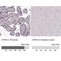 Anti-HTRA4 antibody produced in rabbit 