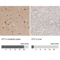 Anti-HTT antibody produced in rabbit 