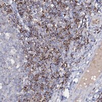 Anti-HVCN1 antibody produced in rabbit