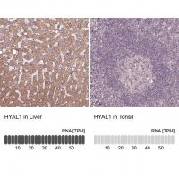 Anti-HYAL1 antibody produced in rabbit 