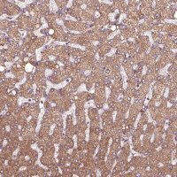 Anti-HYAL1 antibody produced in rabbit 