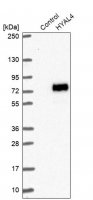 Anti-HYAL4 antibody produced in rabbit 