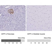 Anti-IAPP antibody produced in rabbit 