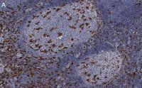 Anti-Iba1/ AIF1 Antibody, clone 20A12.1 ZooMAb� Mouse Monoclonal 