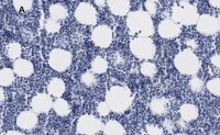 Anti-Iba1/AIF1 Antibody, clone 16B14, ZooMAb� Rabbit Monoclonal 