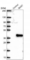 Anti-IBA57 antibody produced in rabbit HPA030555-100UL