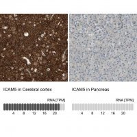 Anti-ICAM5 antibody produced in rabbit 