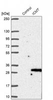 Anti-ICMT antibody produced in rabbit 