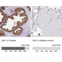 Anti-IDH1 antibody produced in rabbit 
