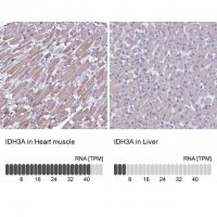 Anti-IDH3A antibody produced in rabbit 