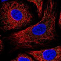 Anti-IDH3B antibody produced in rabbit 