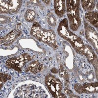 Anti-IDNK antibody produced in rabbit