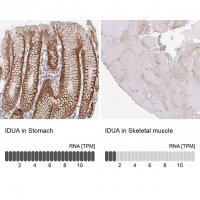 Anti-IDUA antibody produced in rabbit
