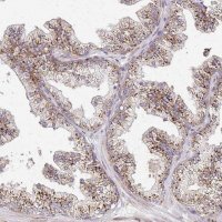 Anti-IDUA antibody produced in rabbit