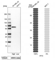 Anti-IFIT3 antibody produced in rabbit 