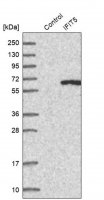 Anti-IFIT5 antibody produced in rabbit 
