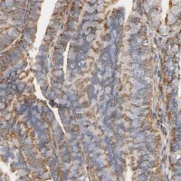 Anti-IFITM3 antibody produced in rabbit 