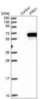 Anti-IFRD1 antibody produced in rabbit 