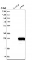 Anti-IFT27 antibody produced in rabbit 